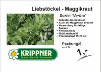 Liebstock - Maggikraut