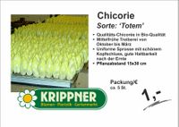 Chicorie