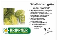 Salatherzen grün