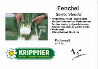 Fenchel Knolle